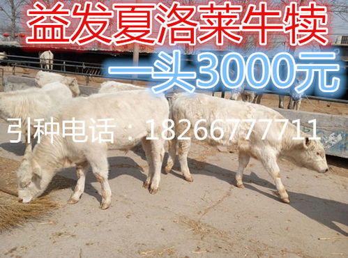 肉牛高效养殖管理技术，关注肉牛生长周期