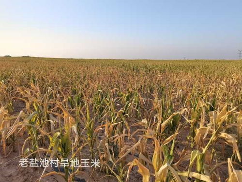 宁夏盐池县的旱地种植规程， 你不可不知