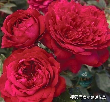 月季花之红， 热情似火