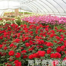 盆栽月季， 夏日里的美丽选择