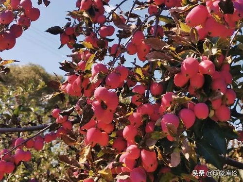 去年我专挑玛纳斯锦绣海棠果，晒出的果干酸甜比堪比话梅！实测对比：