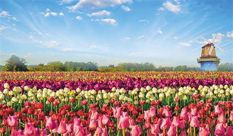 鄢陵花木， 春意盎然