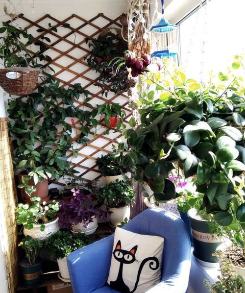 窗台装饰， 花与装饰品相得益彰