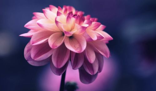 春天常见的花朵有哪些？能否详细盘点一下