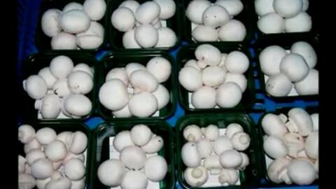 高产管理方案全解析