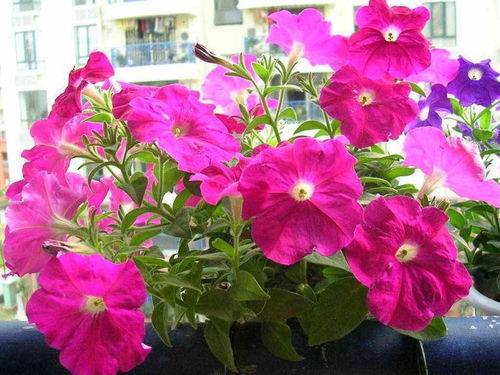 长得像，却又不一样