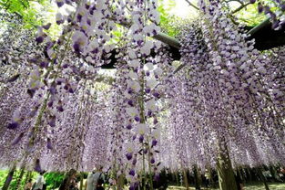 长景网站上的信息