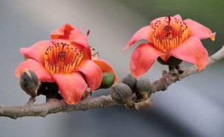 病虫害防治的预警系统