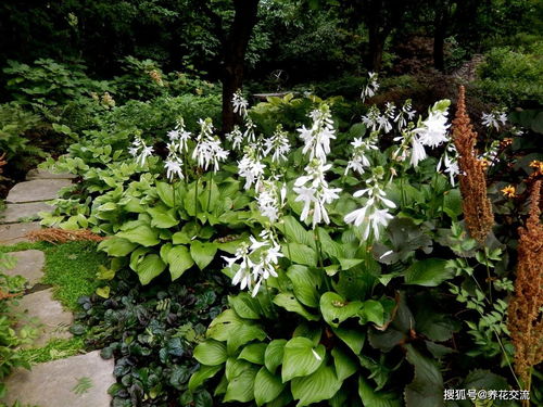 玉簪花：树荫下、 南房凉里花开又大又香