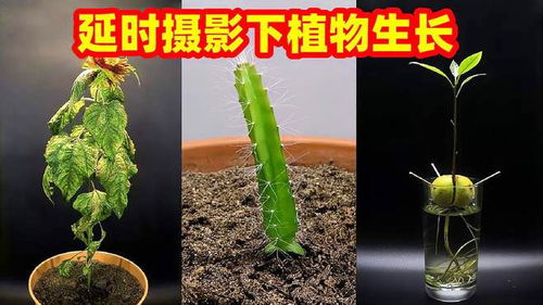 银杏叶土农药的神奇力量