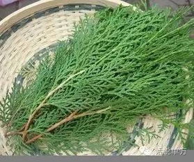 侧柏叶洗头频率及生发效果如何？