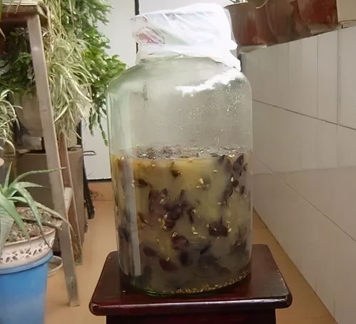沤肥水中的有机物，为什么会长出毛茸茸的物质