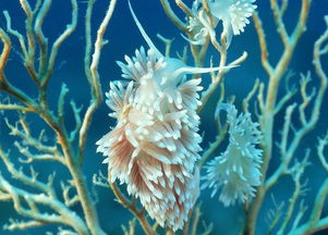 浪漫珊瑚心， 呼呼塞拉的温柔浪漫