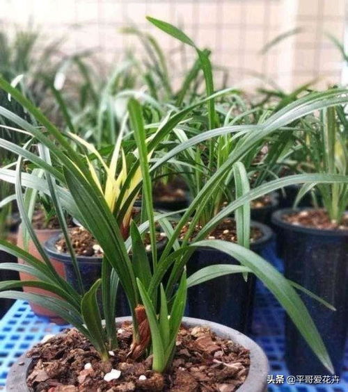 温度控制：温暖的环境， 兰花蕞喜欢