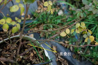 第一步：剪根去土， 让花儿呼吸新鲜空气