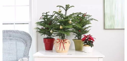 客厅里的绿意盎然：七种必备盆栽树大揭秘