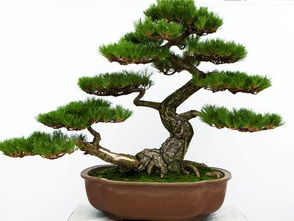 光照：阳光是它的好朋友