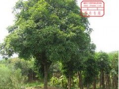 大小榆树价格不同