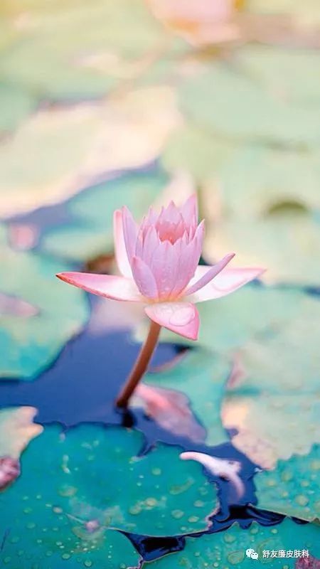 莲花怎么养才能更旺盛？光照和水质是关键吗