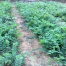 红榉与白榉，用途各异