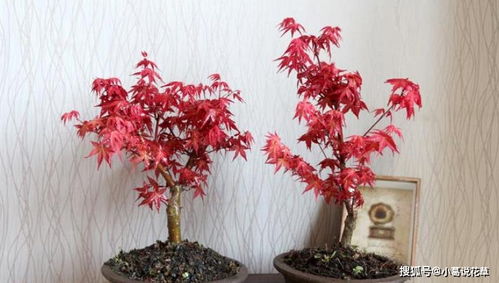 是不是浇多了水， 或着阳光太猛了