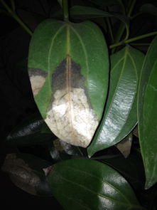 试试这招，说不定有用