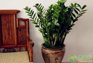 如何种植金钱树？需要特别注意哪些养护细节