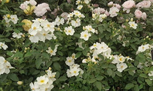 充足的光照对小球玫瑰的重要性