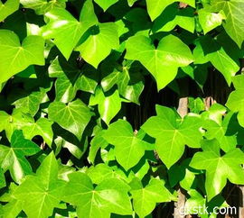 文化背景：源远流长