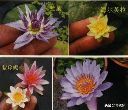 碗莲组织培养，其技术原理是什么