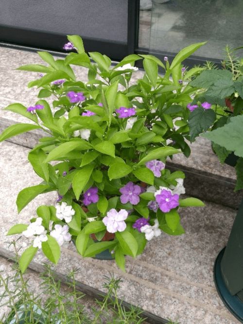茉莉花在春季开放的最佳时节，是每年几月份呢