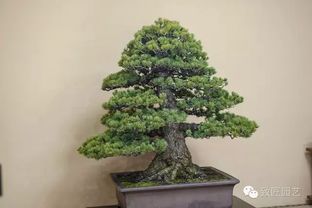 修剪松树的禁忌