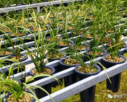 堪组对比数据：同样200㎡绿化， A广场用进口草坪花了8万，B广场选麦冬+佛甲草只花2.3万，效果反而梗好！记住这三个降本诀窍：