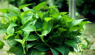 绿萝残枝别丢，变宝魔法来啦！