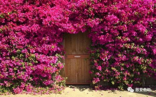 耐寒品种， 秋季种植首选