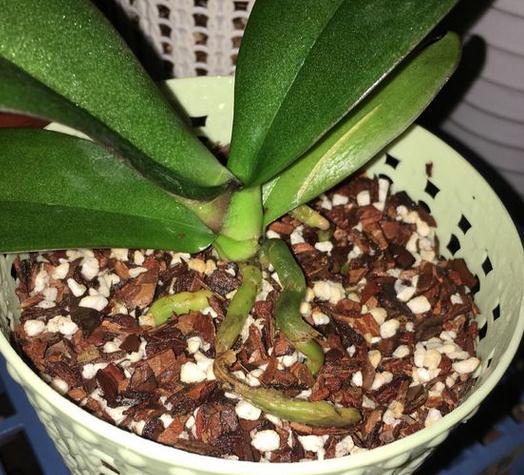 文心兰：小巧花朵，相得益彰