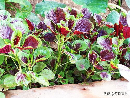 红苋菜种植需掌握适宜时间和科学方法