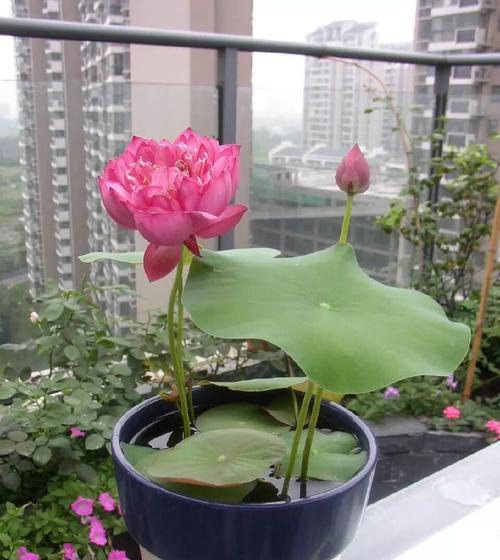 从绿叶到花朵，需要多久呢？