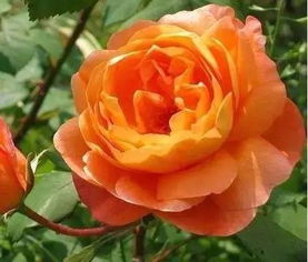 圣奥诺雷月季：法国风情花中花