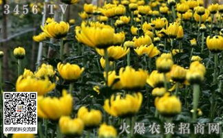 菊花的种植时间