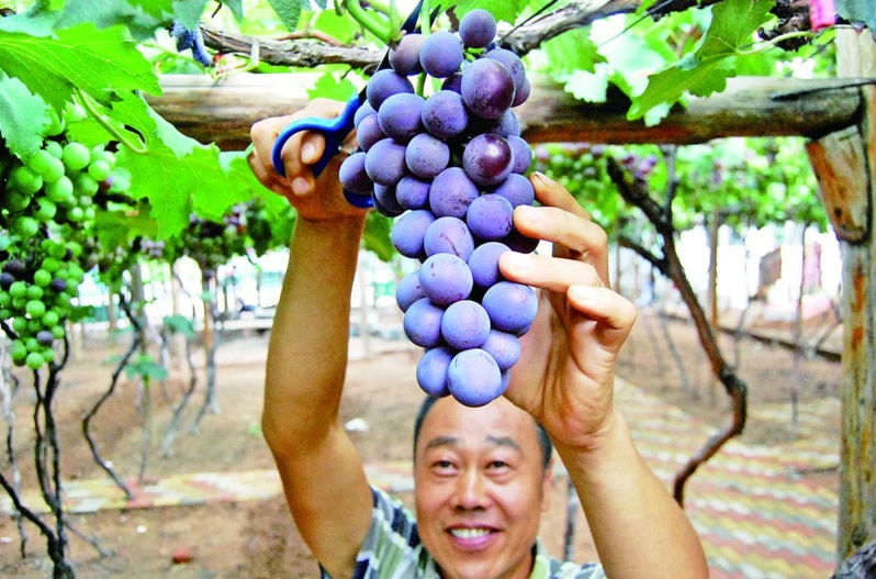 葡萄成熟季，何时采摘最甜美