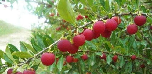 文字游戏，你中招了吗？