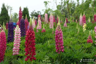 养护攻略：鲁冰花的日常照料