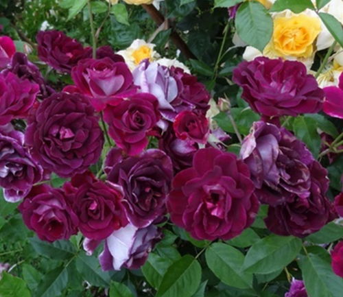 微月玫瑰修剪后的护理小贴士