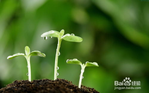 芒果种子泡水多久发芽？如何观察发芽迹象