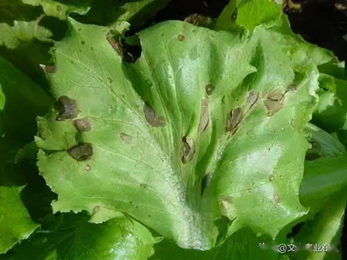 化学防治：用药也要有技巧