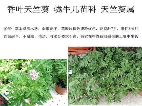 室内驱虫植物大揭秘，驱虫小嫩手者阝在这里！