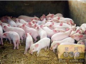 养猪微利时代，如何通过提升成活率和料肉比实现效益逆袭？