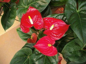 田园土的优缺点：配制营养土的助手