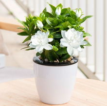 老李的种植方案大揭秘